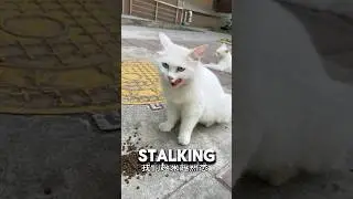Woman Began Stalking Cat To Find Her Babies ❤️#catlover #catshorts #kitten