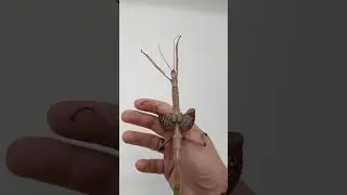Hear her and fear her! This is the defense of an adult female Achrioptera manga 'Orangea'. #insects