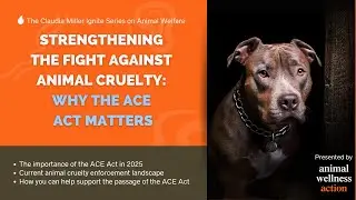 Strengthening the Fight Against Animal Cruelty: Why the ACE Act Matters
