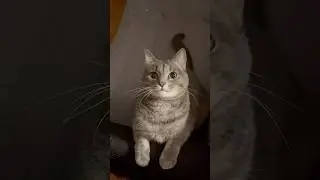🐾 Cute Cats Being Absolutely Adorable! | Funny Cat Video | Cuteness Overload 🐾