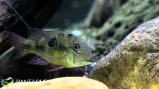 Geophagus spec Panta Rhei