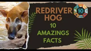 Red River Hog | 10 Amazing Facts About the Jungle&rsquo;s Mischief Maker 🐗🔥