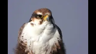 Laggar Falcon | Lugger Falcon | Jugger | Mid Sized Bird Of Prey | Occurs In Indian Subcontinent