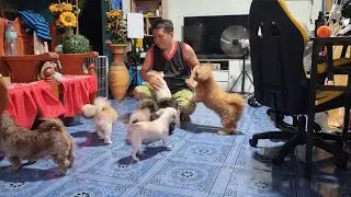SHIH TZU PLAYING TIME