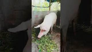 #shvlog #pig #youtubeshorts #viralvideo