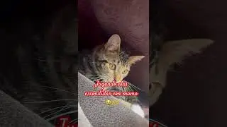 Jugar alas escondidas con mama es mi pacion😸😽❤️ #musiccat