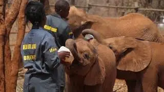Adopt an Elephant with GRI