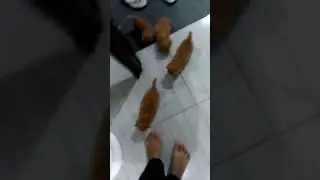Kucing lucu di zakia kos