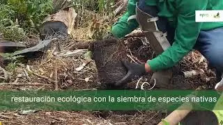 Plan Integral de Manejo Forestal | Plan de Manejo Arqueol&oacute;gico | Arv&iacute; 2022