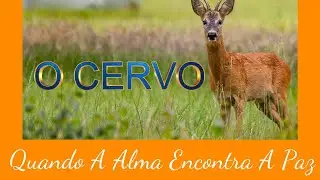 QUANDO A ALMA ENCONTRA A PAZ #consciênciacyanvianai