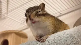 【鳴き声】シマリスの恋の歌/Chipmunk's chirping 