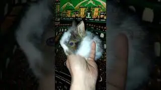 BLUE EYES 👀 🐰 CUTE BUNNY, #shorts@AwwAnimalsKingdom