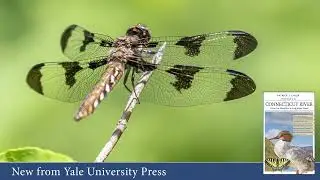 A Field Guide to the Connecticut River