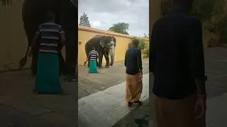 perur pateeswarar kovil elephant kalyani#subscribe #like #reels #share #enjoy #viral #baby #wow #yts