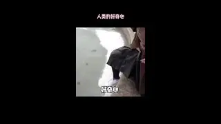 #shorts PetFunny😆😆 Some people can catch you off guard when they are curious ─ curiosity. #human
