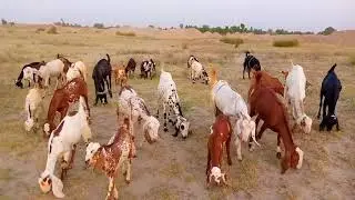 Goats Grazing in Field | Nature | Goat Video