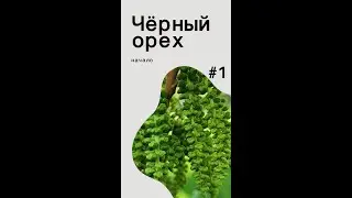 Черный орех (посадка, уход)