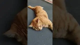 So cute little baby 😻 #cat #catlovers #catshorts #cats #meow #cute #cutecat #cuteanimals