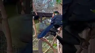 Large mix Bird Aviary | Turacos | Finches | Weaver Birds | Softbills