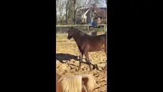 Joyful Dream ( TriompheDeMuze x Taloubet Z )