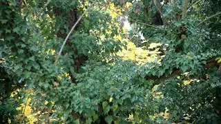 пейзаж за окном