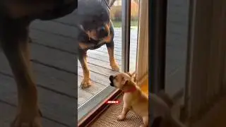 Cachorro Pequeno vs Rottweiler! (Veja o que aconteceu!) 😱 #cachorro