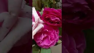 @ArinShamal-y6i #music #explore #كسبلور #yotubeshorts #reels #kurdistan #arabic#flowers #pink