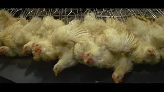 McDonald's - Homestyle Crispy Chicken (plofkip versie)
