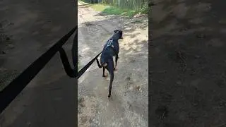 The most #beautiful #dog #lina #doberman #original #female