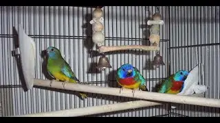 SPLENDID PARAKEETS SINGING AND BATHING