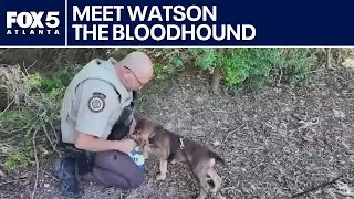 Watson the Bloodhound's first day on the job | FOX 5 News