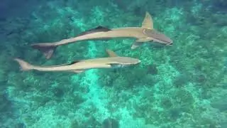 Scuba Diving Belize at the Hamanasi Resort - 2019