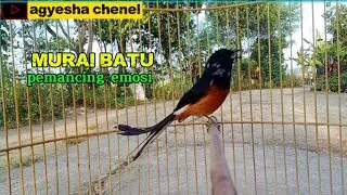 Murai batu pemancing emosi