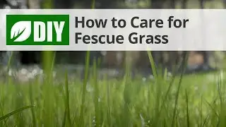 How to Care for Fescue | DoMyOwn.com