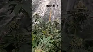 Rainbow Sherbet #11 in week 8 of flowering. #cannabis #terpenes #candygass