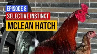 Selective Instinct (Episode 7) - McLean Hatch