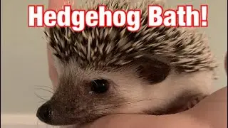 How to give a Hedgehog a bath