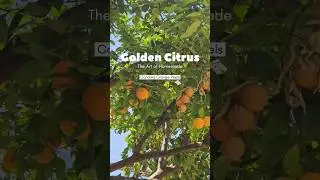 Golden Citrus: The Art of Homemade Candied Orange Peels