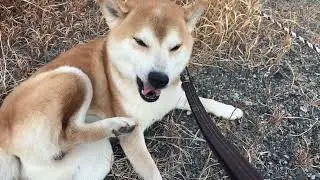 First, I Eat All the Grass Stuck on Me 🌿🐕 Then We Continue the Walk