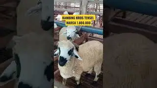 KAMBING HARGA 1.800.000 BAKALAN SUPER || TERNAK MODERN #kambing #yearofyou