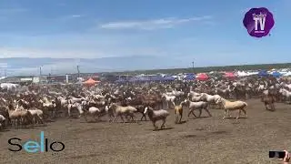 Fiesta del Talar 2023 - Entrevero de tropillas ESPECTACULAR!!!