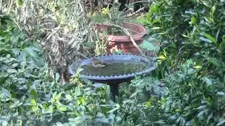 A robin in the bird bath 9th Match 2021