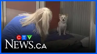 Collecting pet supplies to support Ontario SPCA Barrie