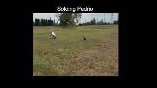 Toram online meme pedrio soloing