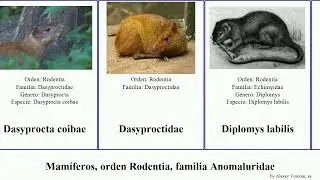 Mam&iacute;feros, orden Rodentia, familia Anomaluridae ctenomys dasyprocta geomys hystrix thomomys las