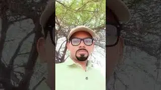 Tea leaf cutting machine | tea harvasting video #farming #teaharvester #cuttingmachine #sortvideo