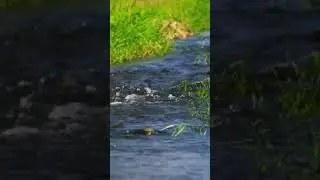 Stream Sounds for Sleeping, Bird Sounds, River Sounds, #shorts #naturesounds