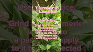 Amazing Benefits of Turmeric or Dulaw Leaves  #plants #Benefits #health