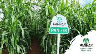 PAN 868: A very high yielding forage sorghum with high sucrose content.