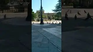 2 palomas al volar